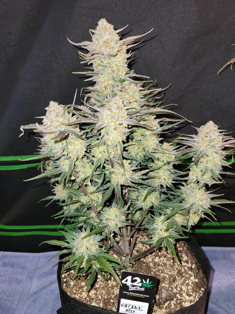 Apple Strudel Auto, Фасовка: 3, изображение 29